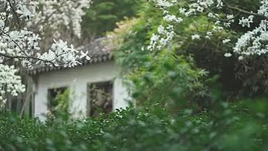 春古风汉服女子在玉兰树下收集落花实拍视频视频的预览图